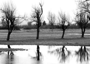 Jutro_ob_jezerih_Cvetka Šemrov